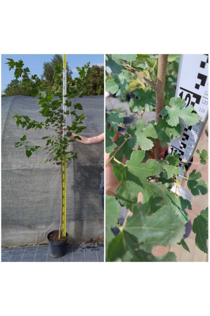 Шовковиця Мереживо - 5л/вис.130-170см/Ø30-40см